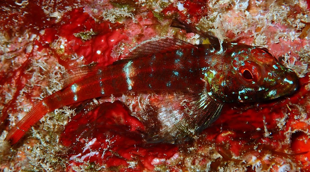 Helcogramma chica Little hooded triplefin New Caledonia dark facial pigment