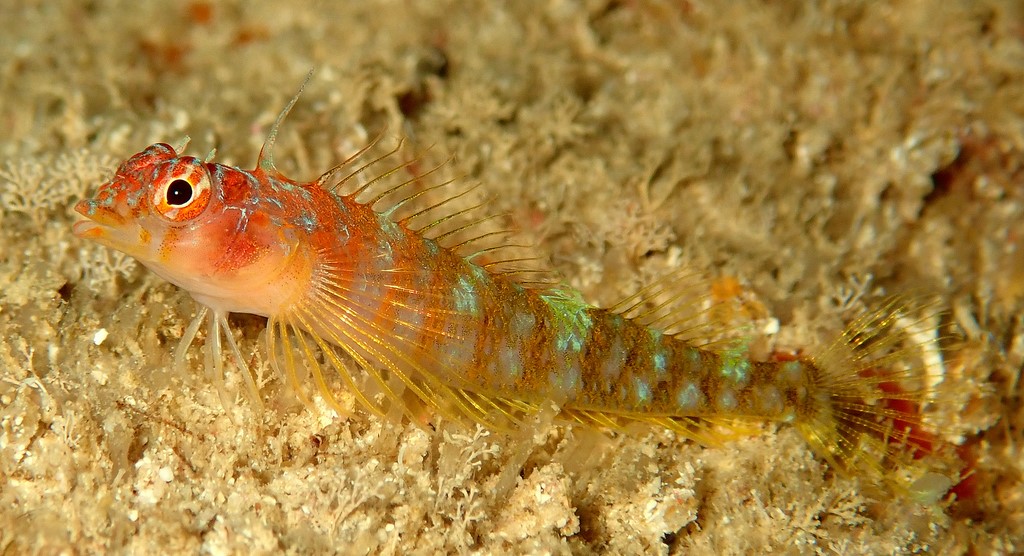Ceratobregma helenae Helen's triplefin New Caledonia green body with irregular light streaks
