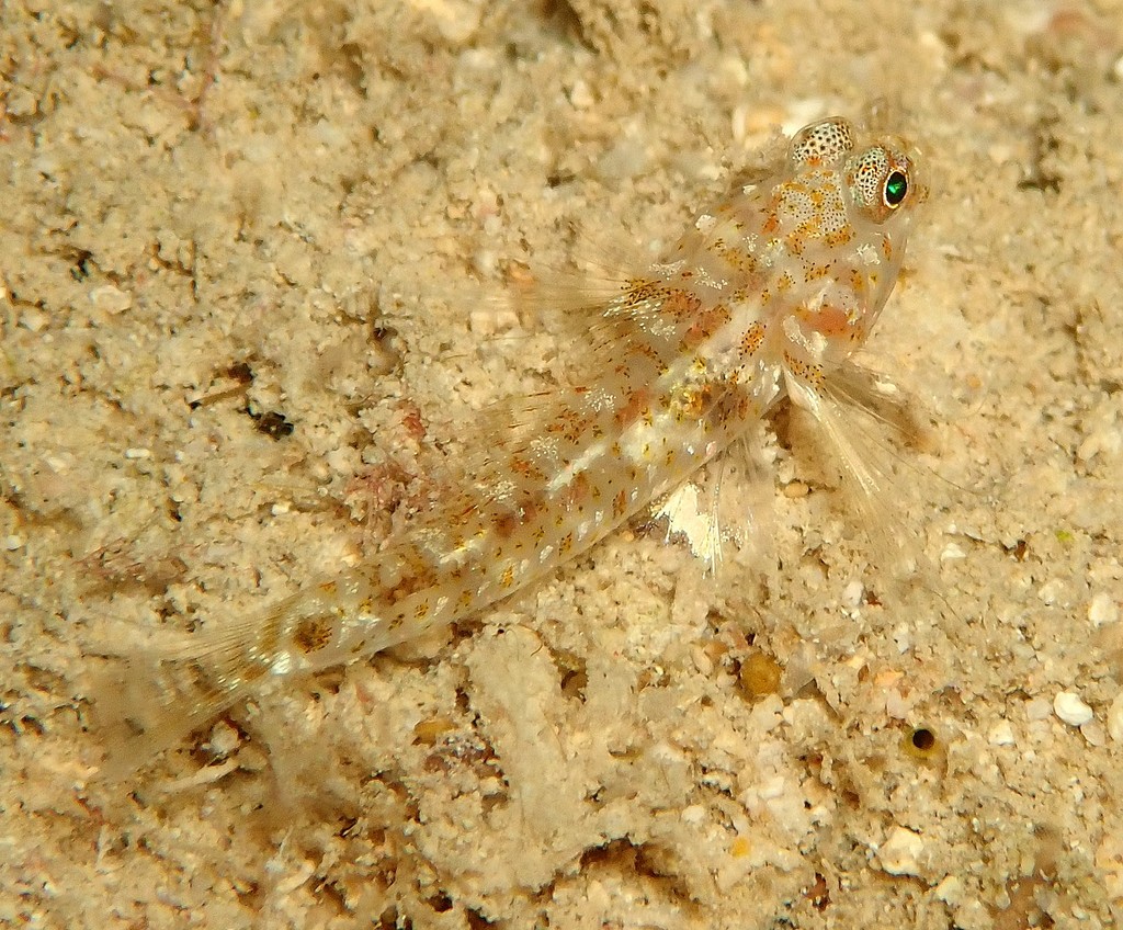 Fusigobius SP New Caledonia Gobiidae family