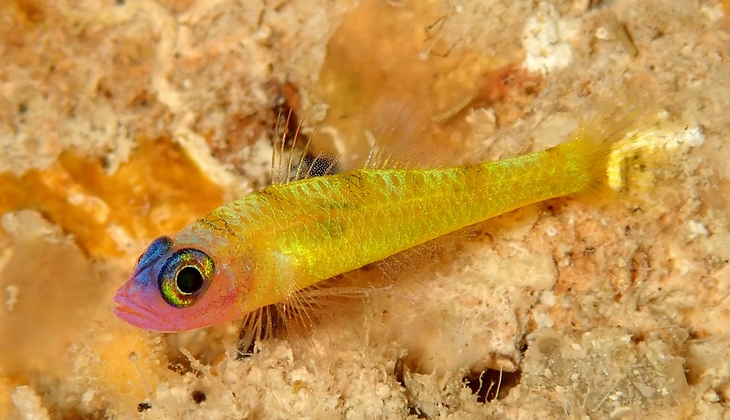 Trimma fasciatum Dokutsu-shima-benihaze ドウクツシマベニハゼ ニューカレドニア