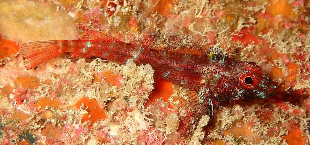 Helcogramma chica Little hooded triplefin Cephalic sensory pores moderately complex