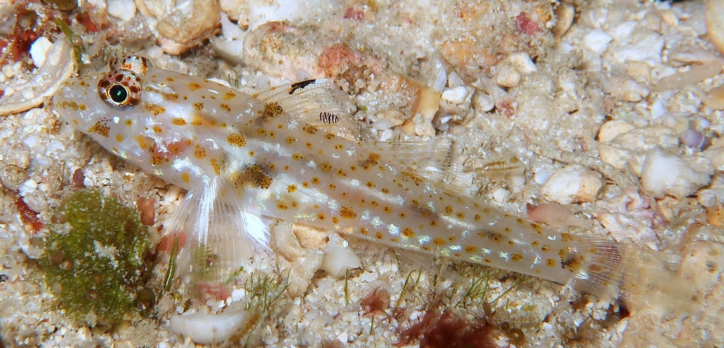 Fusigobius duospilus Twinspot sandgoby New Caledonia Gobiidae