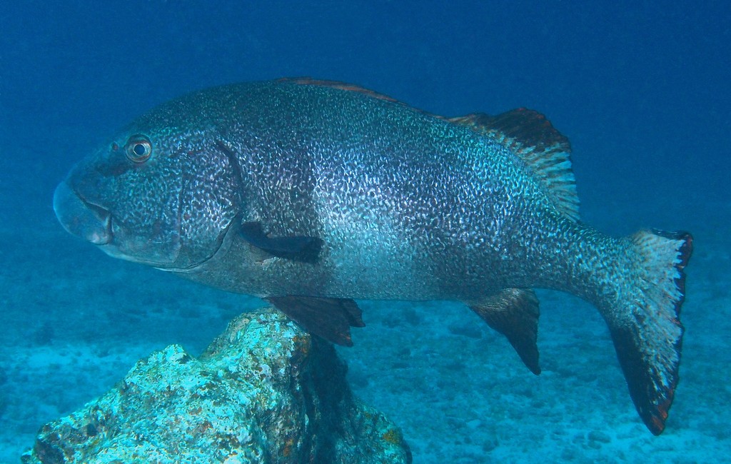 Plectorhinchus albovittatus Giant sweetlips New Caledonia Belly silvery grey to white