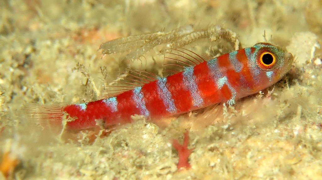Trimmatom RW SP 8 Randall 1990 nine bars goby