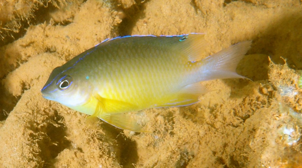 Pomacentrus grammorhynchus Poisson demoiselle à point bleu Nouvelle-Calédonie poisson Prony