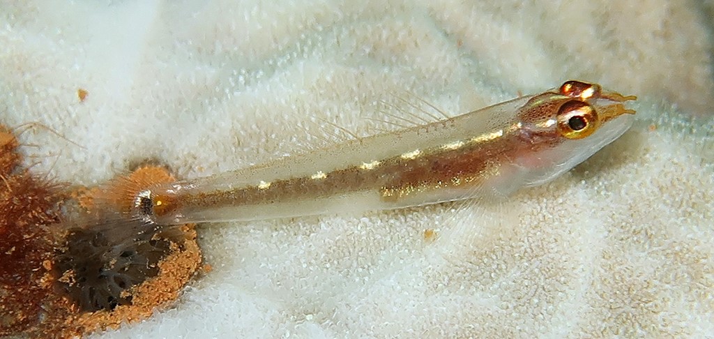 Eviota punyit Punyit dwarfgoby New Caledonia