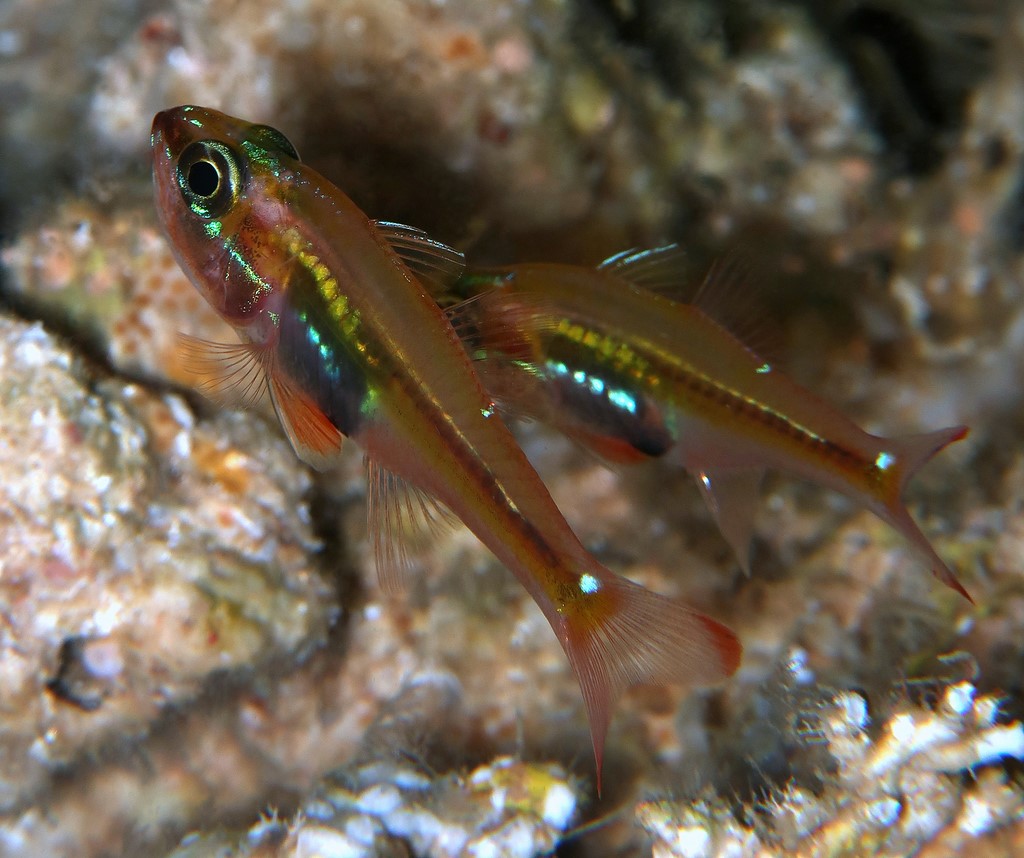 Ostorhinchus melanoproctus Blackvent cardinalfish New Caledonia Koumac scuba diving