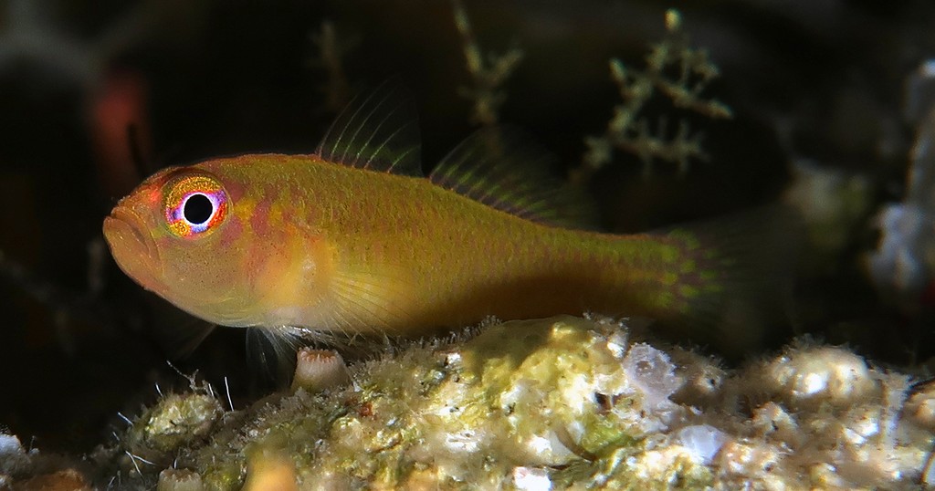 Trimma xanthum Gobie pygmée jaune-rouge Poisson Nouvelle-Caledonie Koumac