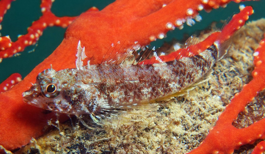 Enneapterygius niger New Caledonian black triplefin New Caledonia island Tripterygiinae