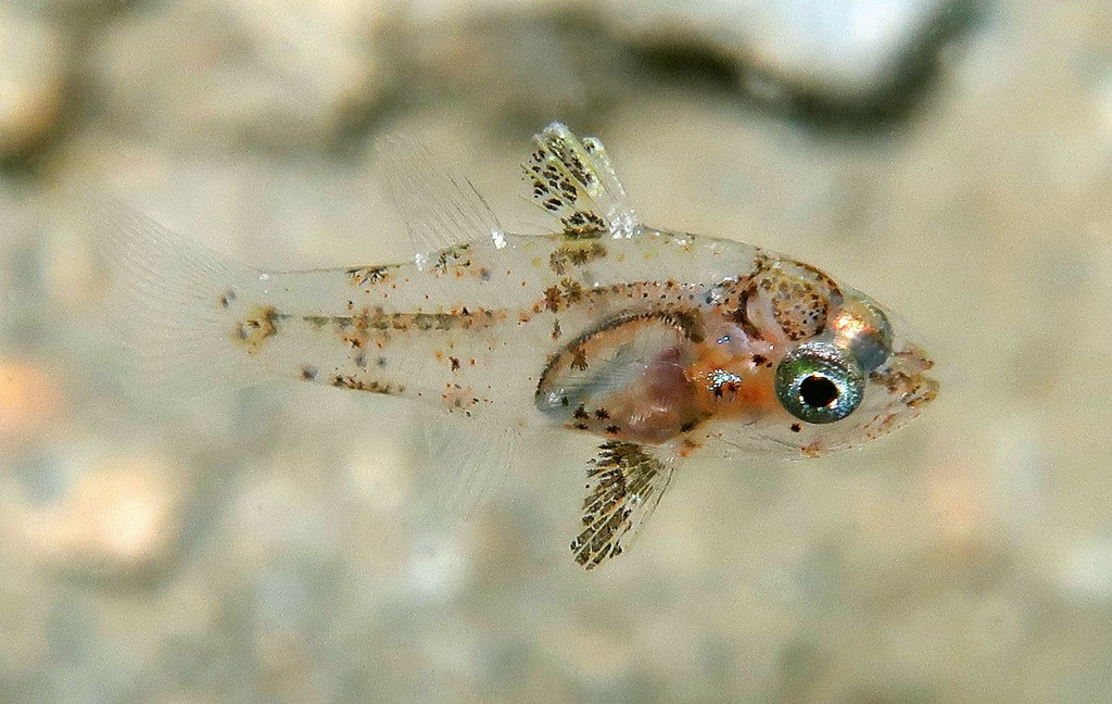 Foa fo Samoan cardinalfish Juvenile New Caledonia