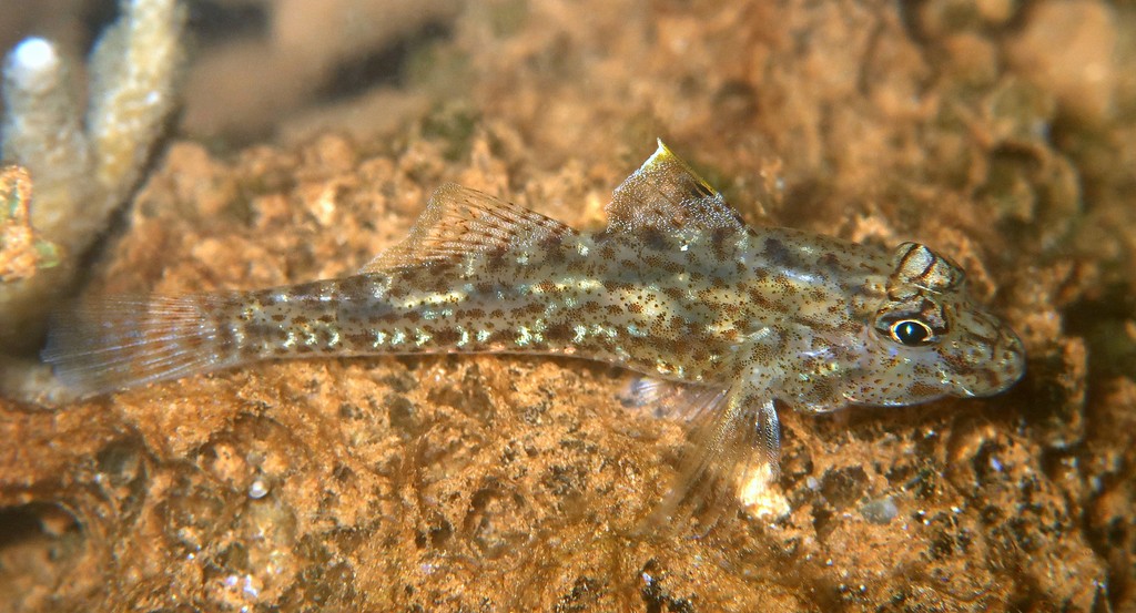 Fusigobius neophytus Sankakuhaze サンカクハゼ ニューカレドニア