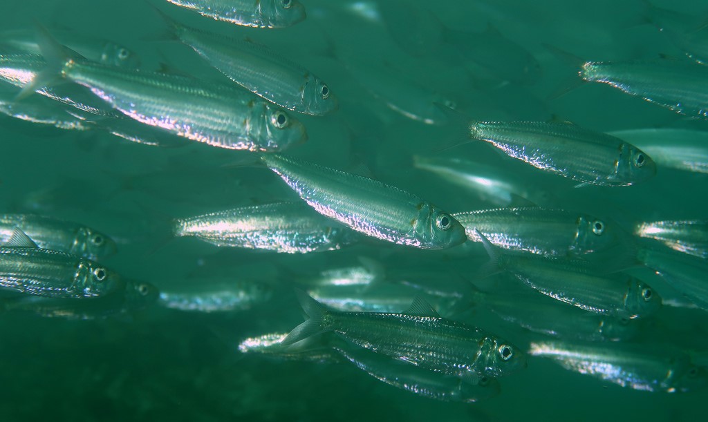 Herklotsichthys quadrimaculatus Sardine à tache orange Nouvelle-Calédonie