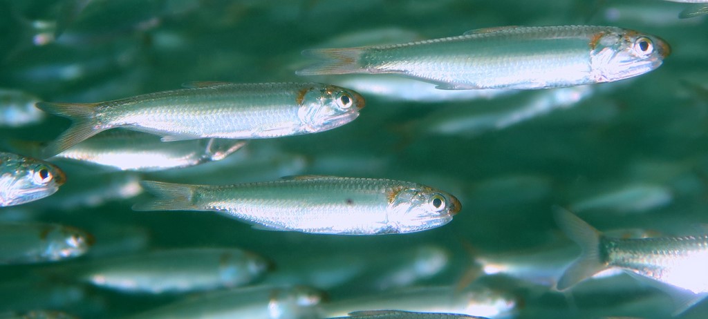 Thryssa baelama Baelama anchovy New Caledonia