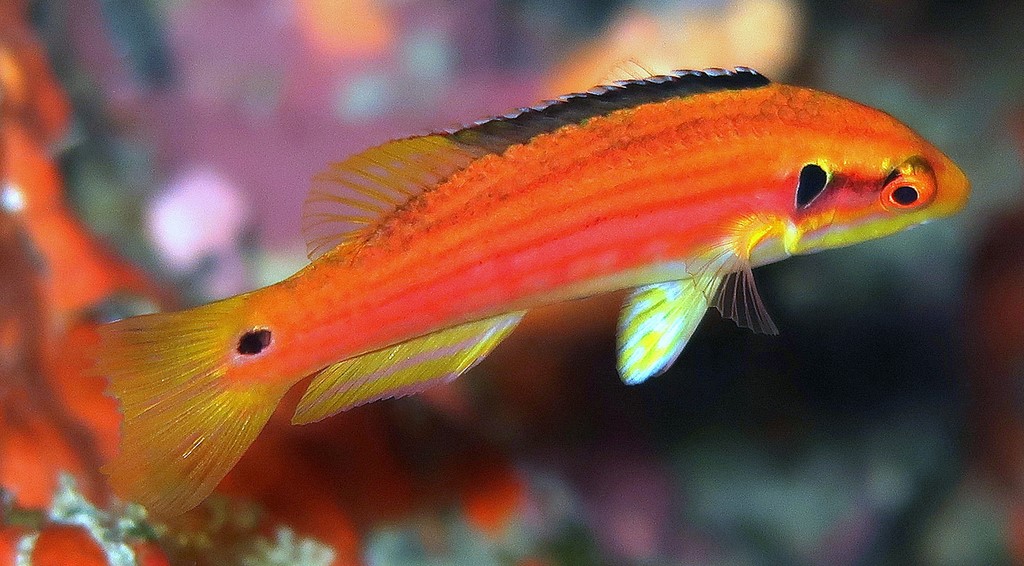 Bodianus bimaculatus 雙斑普提魚 新喀里多尼亞