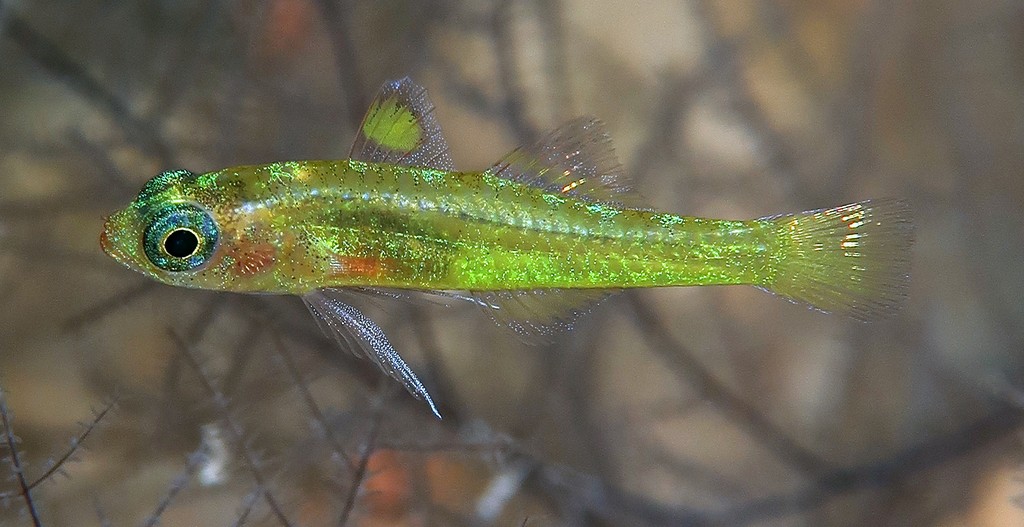 Trimma winchi Gobie pygmée de Winch Nouvelle-Calédonie corps jaune nageoire pelvienne longue