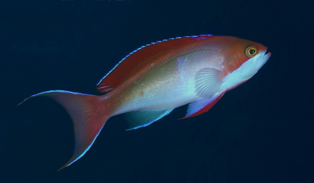 Pseudanthias cooperi Anthias à tache rouge Nouvelle-Calédonie