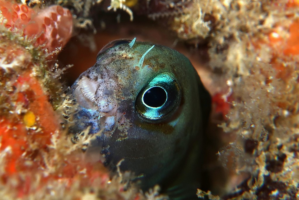 Ecsenius bicolor Two-colour combtooth blenny Head without lip fish New Caledonia