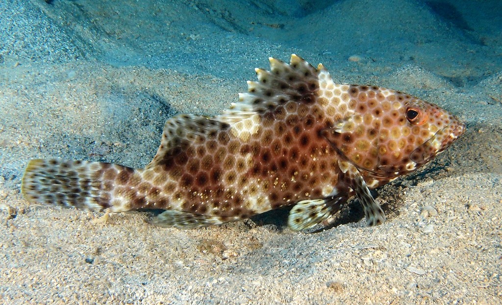 Epinephelus maculatus Shirobuchihata シロブチハタ ニューカレドニア