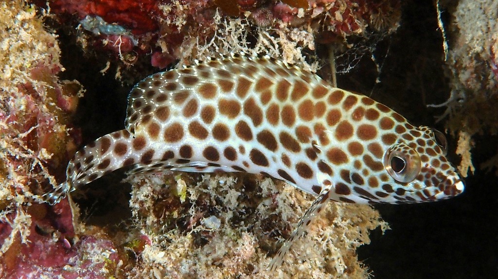 Epinephelus merra fish of New Caledonia lagoon merou gateau cire Nouvelle-Calédonie poisson du pacifique grouper fish island