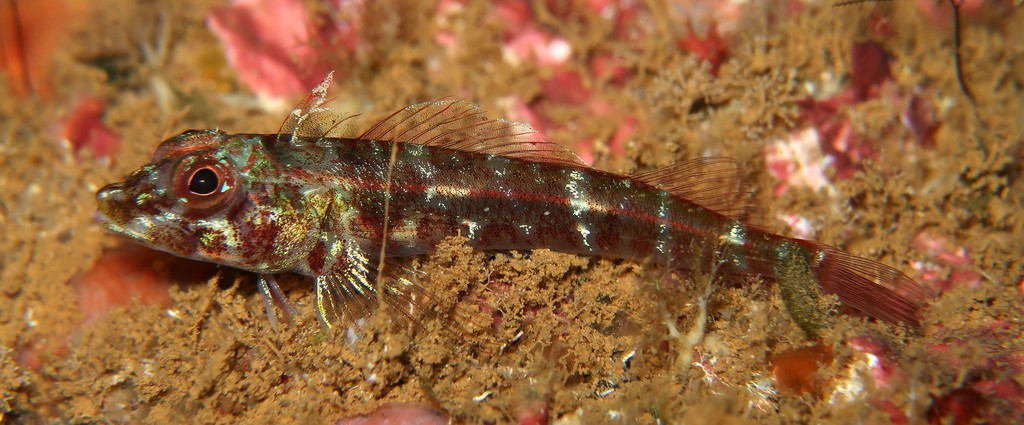 Helcogramma chica Little hooded triplefin New Caledonia Tripterygiidae
