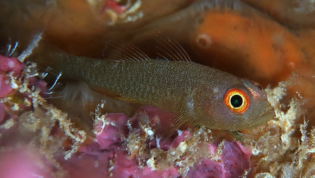 Trimma emeryi Urokobenihaze ウロコベニハゼ ニューカレドニア