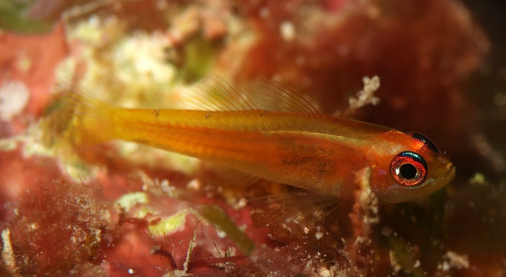 Trimma anaima Trimma anème Nouvelle-Calédonie