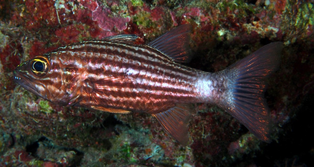 Cheilodipterus heptazona Ryukyu-yarai-ischimochi リュウキュウヤライイシモチ ニューカレドニア