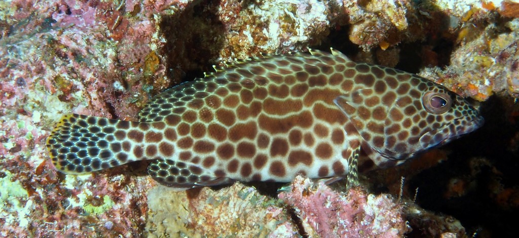 Epinephelus merra Wire-netting Cod New Caledonia