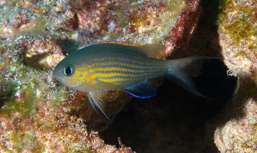 Pycnochromis vanderbilti Hime-suzumedai ヒメスズメダ ニューカレドニア
