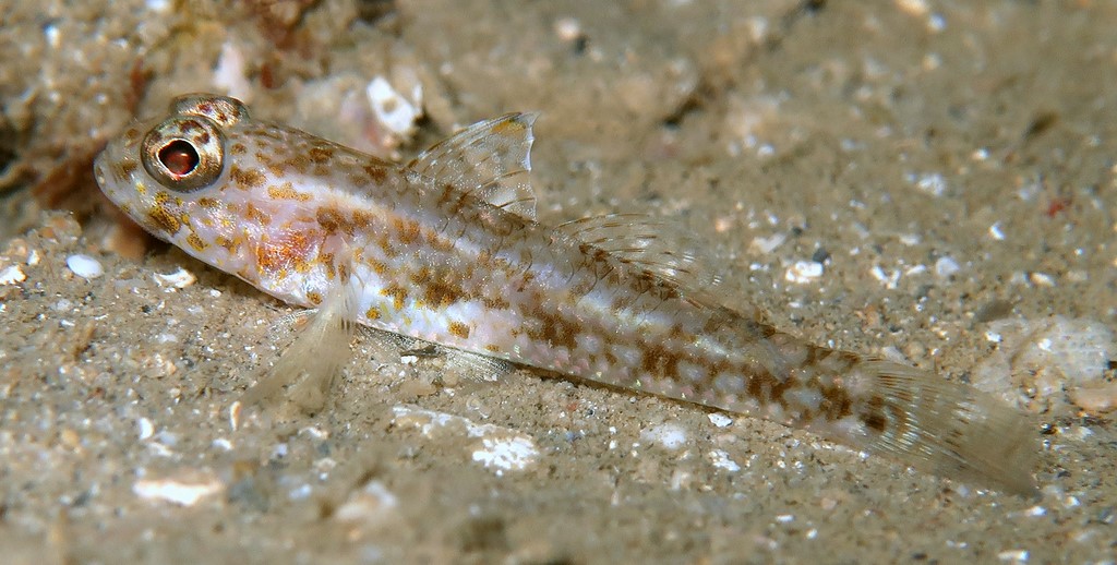 Ancistrogobius yoshigoui Gobiidae New Caledonia new species distribution