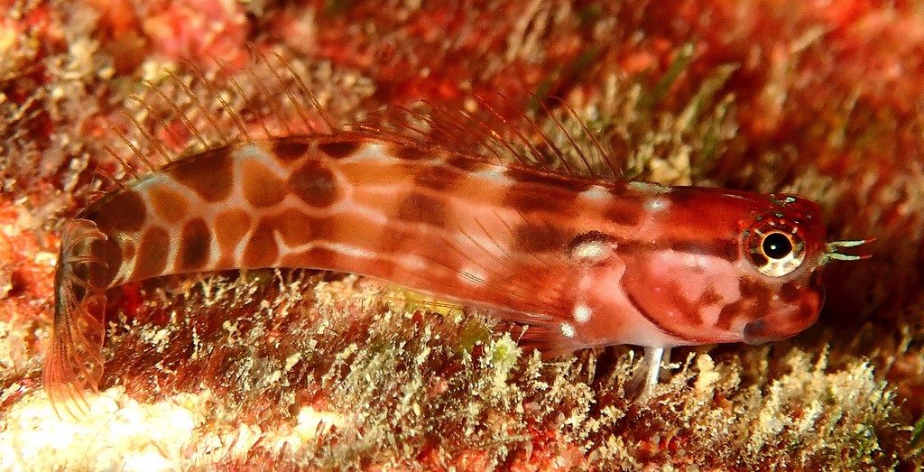 Ecsenius tessera Blenny mosaic New Caledonia