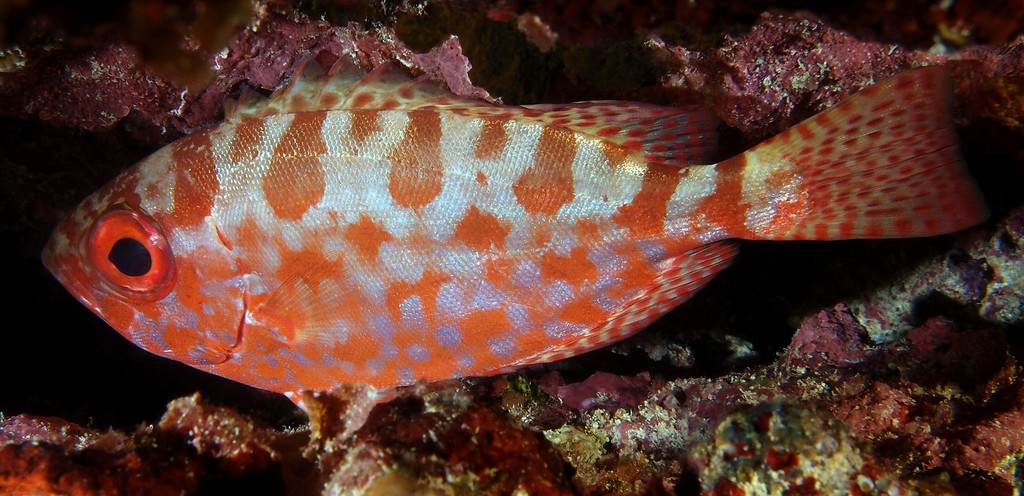 Heteropriacanthus carolinus Priacanthe des Carolines Nouvelle-Calédonie poisson lanterne