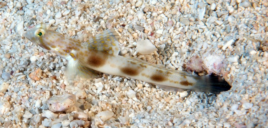 Tomiyamichthys elliotensis undescribed species Gobiidae New Caledonia