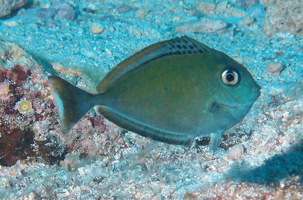 Naso hexacanthus Nason à langue noire juvénile Nouvelle-Calédonie récif Sournois