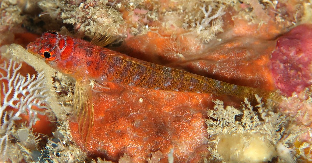 Ceratobregma helenae 条纹额角三鳍鳚 新喀里多尼亞