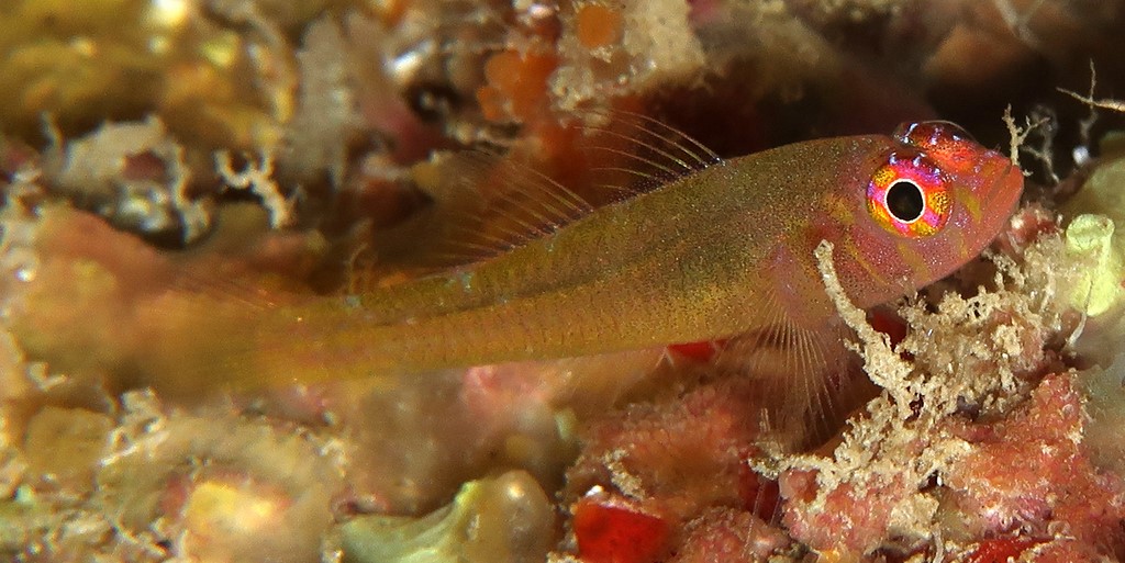Trimma hamartium Mistaken Pygmy Goby New Caledonia deep cave