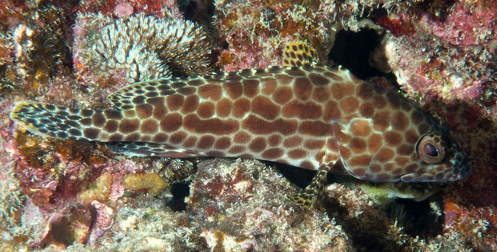 Epinephelus merra لُؤز قُرص عَسل