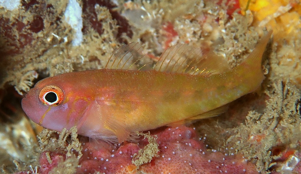 Trimma xanthum Gobiinae Subfamily New Caledonia fish