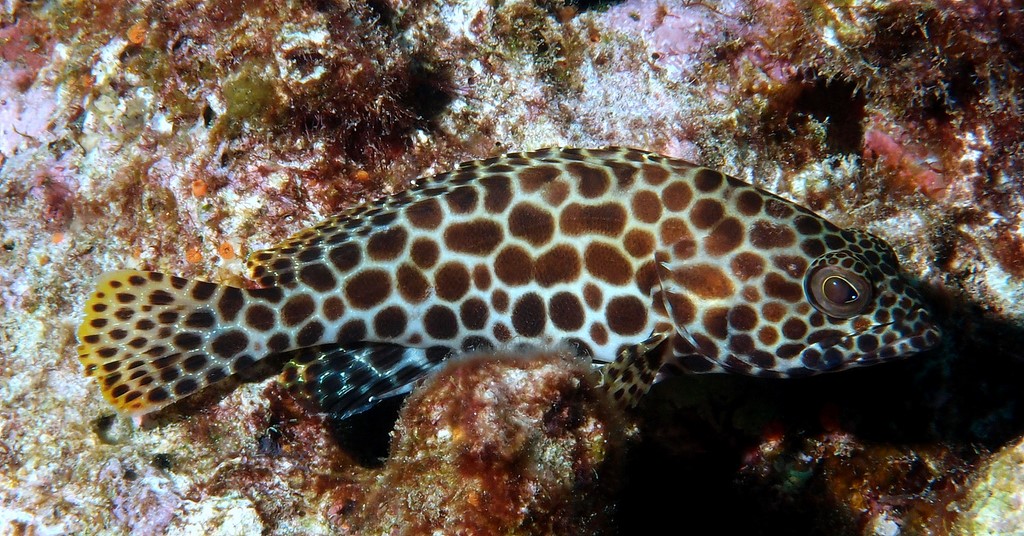 Epinephelus merra 網紋石斑魚 新喀里多尼亞