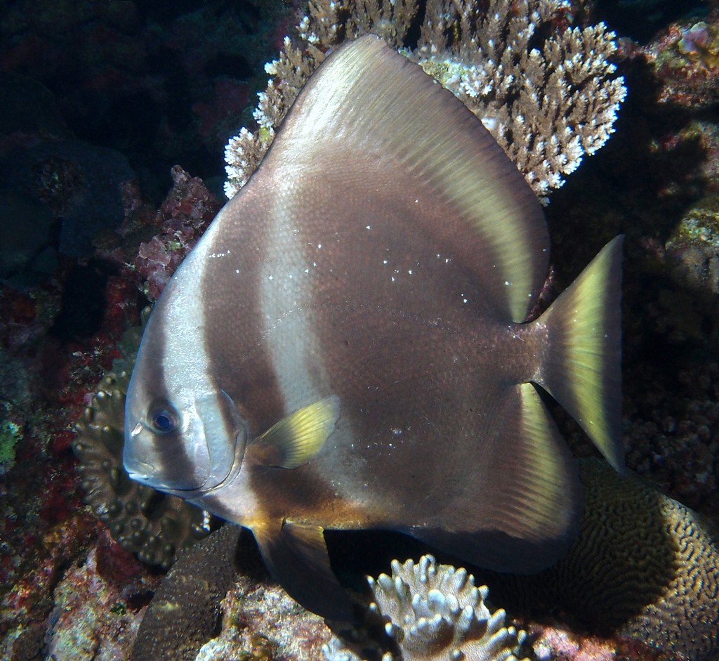 Platax orbicularis Rundkopf-Fledermausfisch