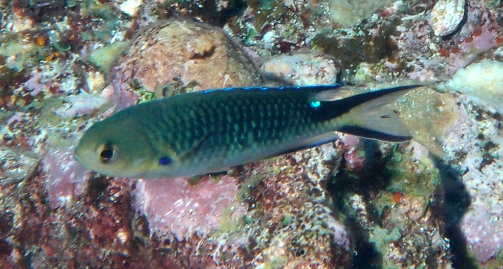 Pomachromis richardsoni Poisson-demoiselle de Richardson Nouvelle-Calédonie Noumea