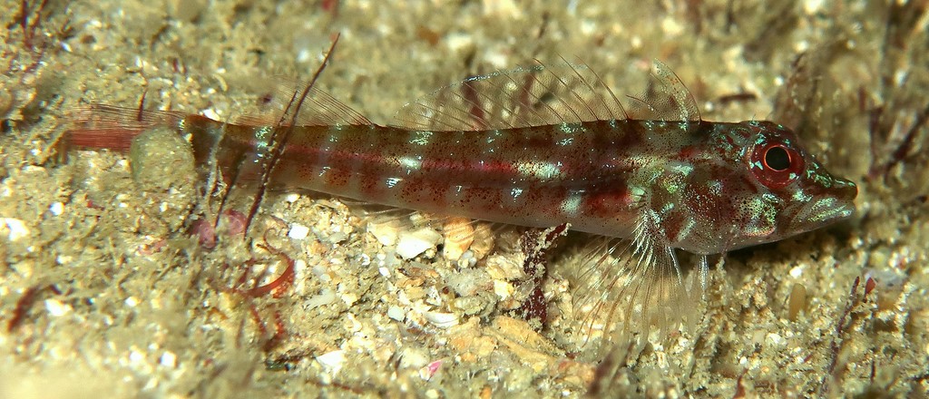 Helcogramma chica Little hooded triplefin New Caledonia