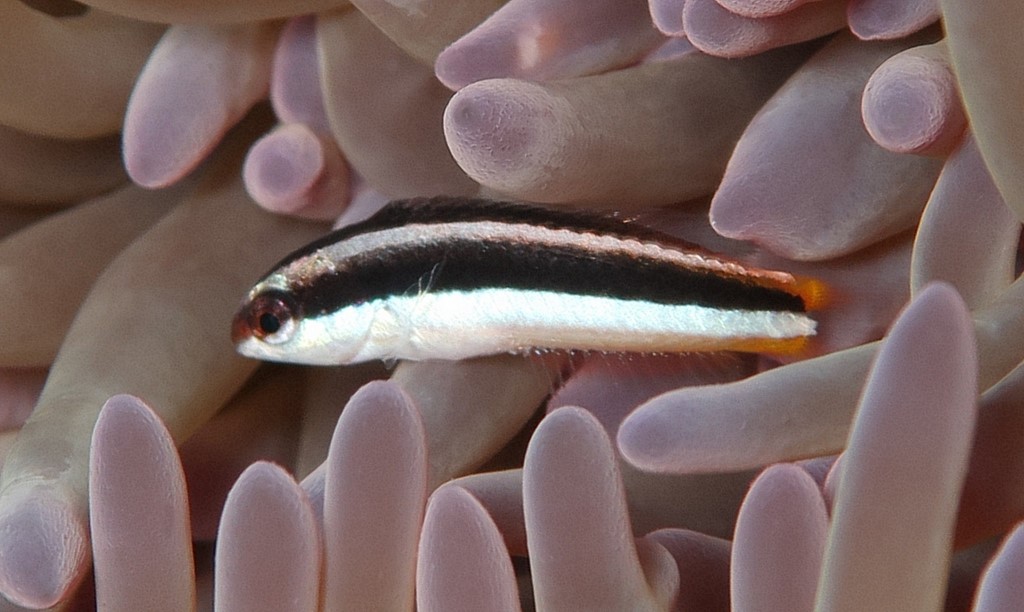 Thalassoma amblycephalum Bluntheaded wrasse Juvenile New Caledonia