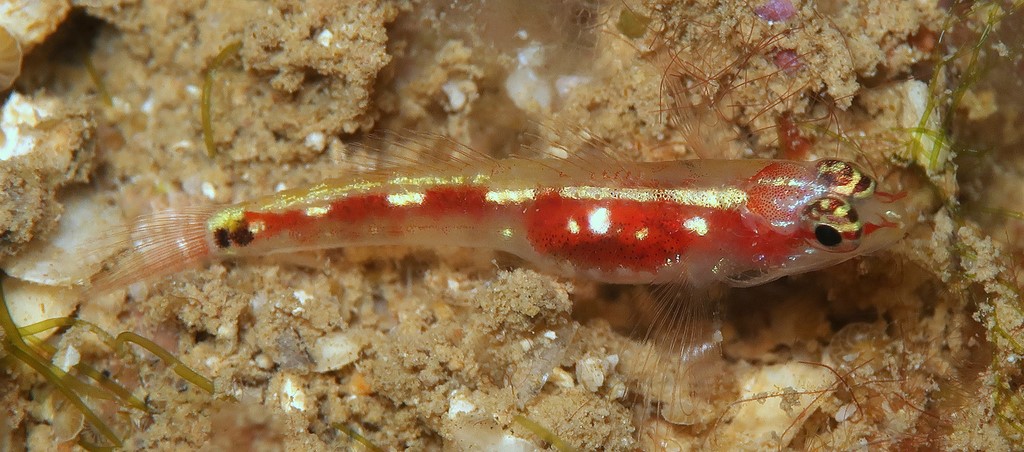 Eviota oculineata False-comet Dwarfgoby Nouvelle-Calédonie poisson incroyable