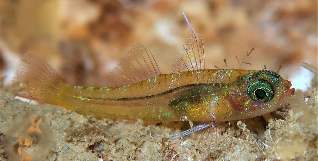 Trimma winchi Gobie pygmée de Winch Koumac Grotte sous-marine