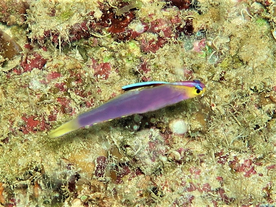 Nemateleotris lavandula Lavender-blushed dartfish New Caledonia