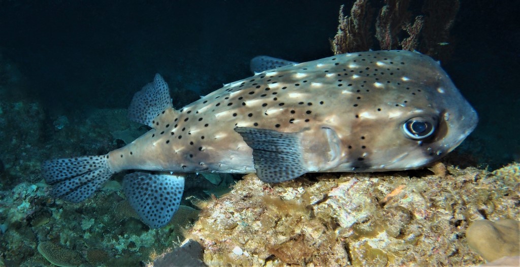 Chilomycterus reticulatus Poisson-hérisson ponctué Nouvelle-Calédonie