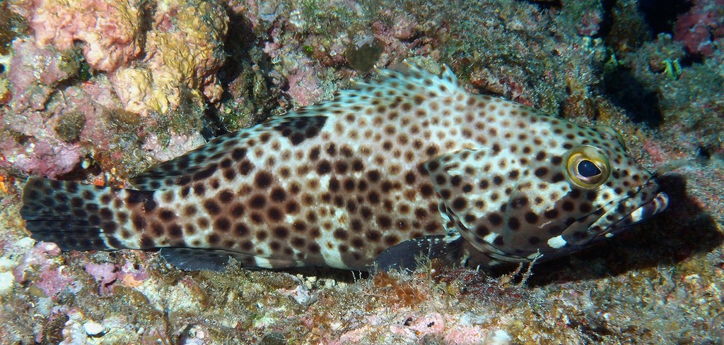 Epinephelus howlandi Mero montura negra
