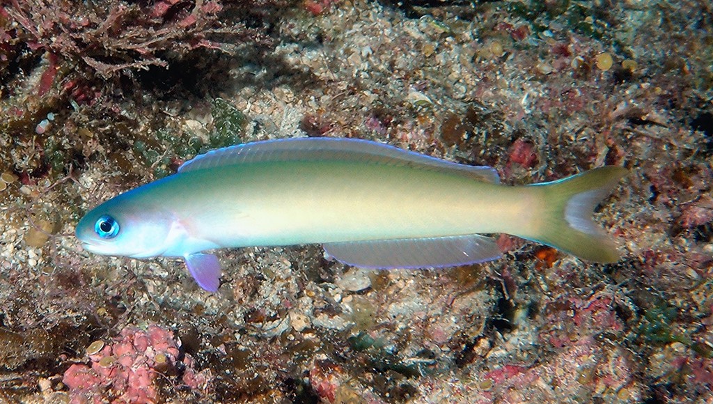 Hoplolatilus cuniculus Dusky tilefish New Caledonia