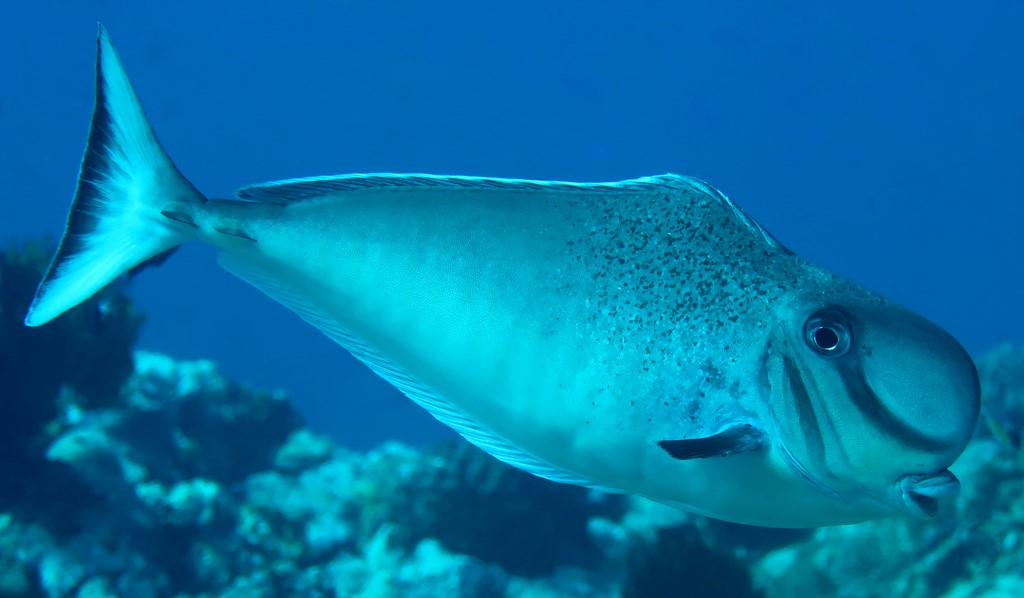 Naso tonganus Tosakahagi トサカハギ ニューカレドニア